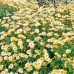 Arctanthemum arcticum Schwefelglanz(margareta de toamna) C5